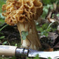 OPINEL Mushroom No. 8 Mushroom Knife