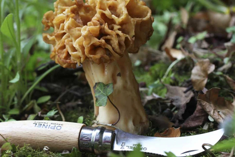 OPINEL Mushroom No. 8 Mushroom Knife