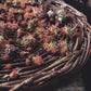Willow Basket Weaving Workshop *Nov. 18th*