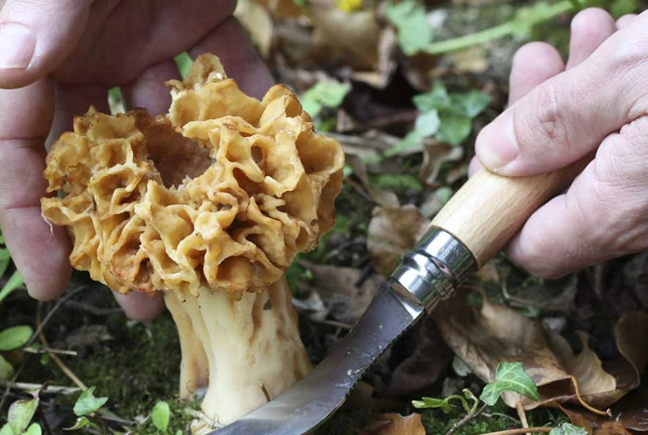 OPINEL Mushroom No. 8 Mushroom Knife